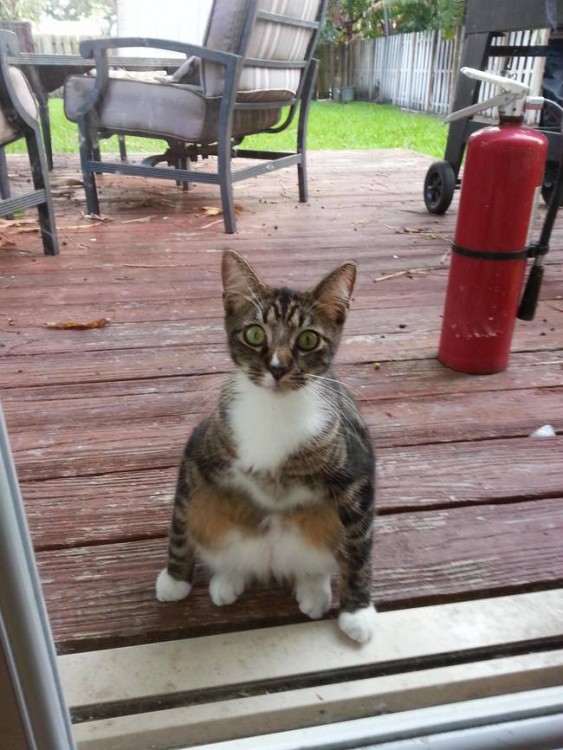 gato sentado en el patio