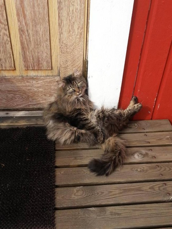 gato sentado esperando que le abran