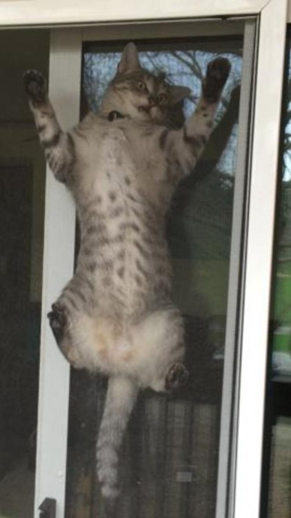 gato trepando la ventana