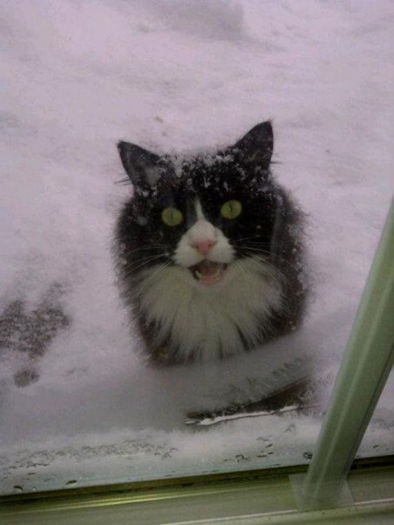 gato afuera con nieve esperando entrar