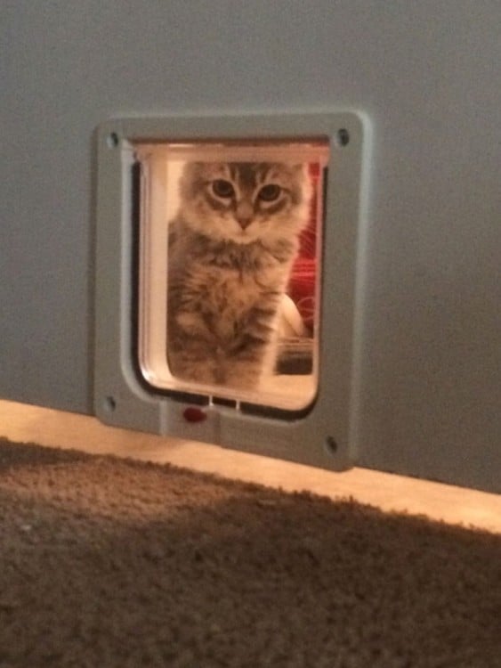 gato mirando por puerta para mascotas