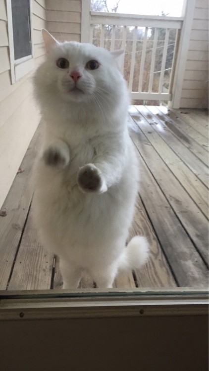 gato blanco con las patas en la ventana