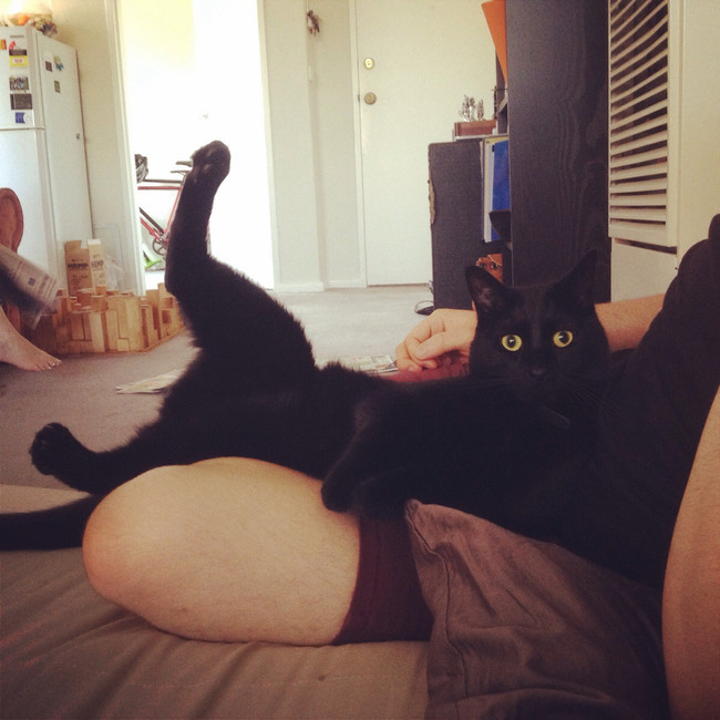 gato negro sentado chistoso