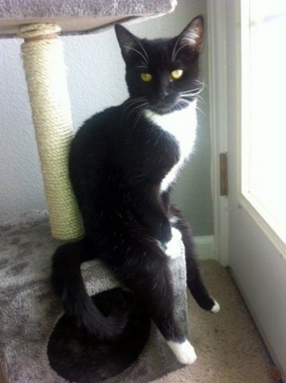 gato negro sentado chistoso