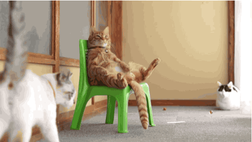 gato pardo sentado en silla chistoso