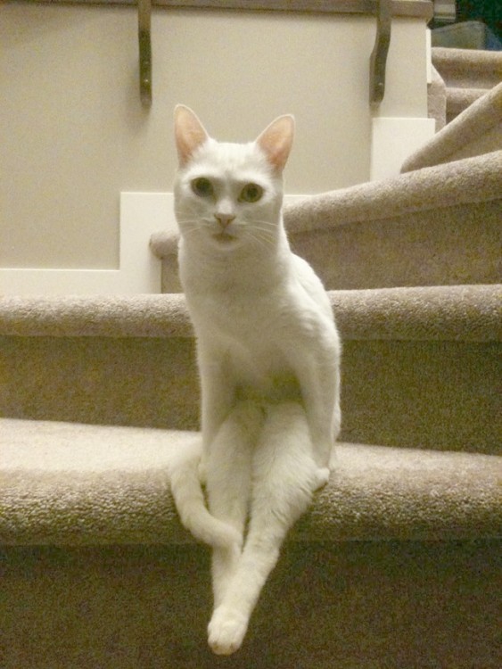 gato blanco sentado chistoso