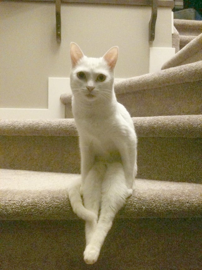 27 Gatos que se sentaron de forma muy rara y epica