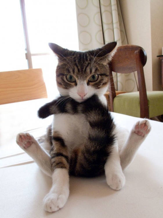 gato blanco sentado chistoso que se muerde la cola