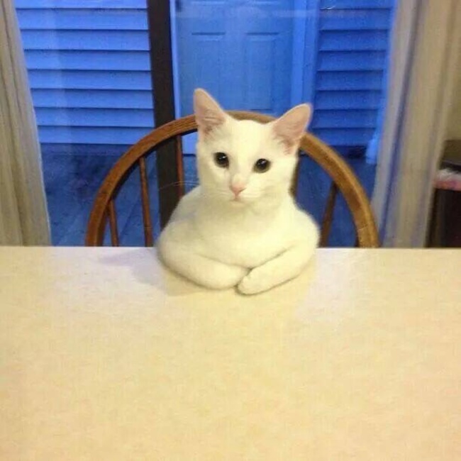 gato en la mesa con las patas arriva