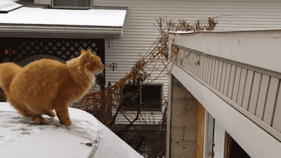 GIF de un gato intentando saltar a un balcón y se cae en el intento 