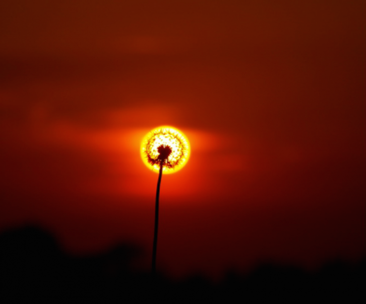 Una planta de diente de león con el sol detrás de ella 