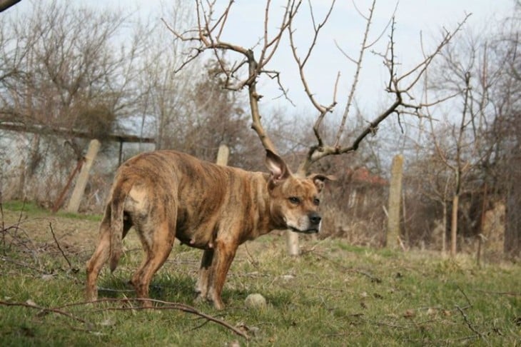 Un perro que simula tener cuernos en un bosque 