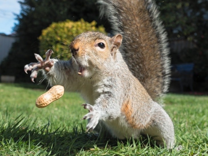 Una ardilla intentando atrapar un cacahuate frente a ella 