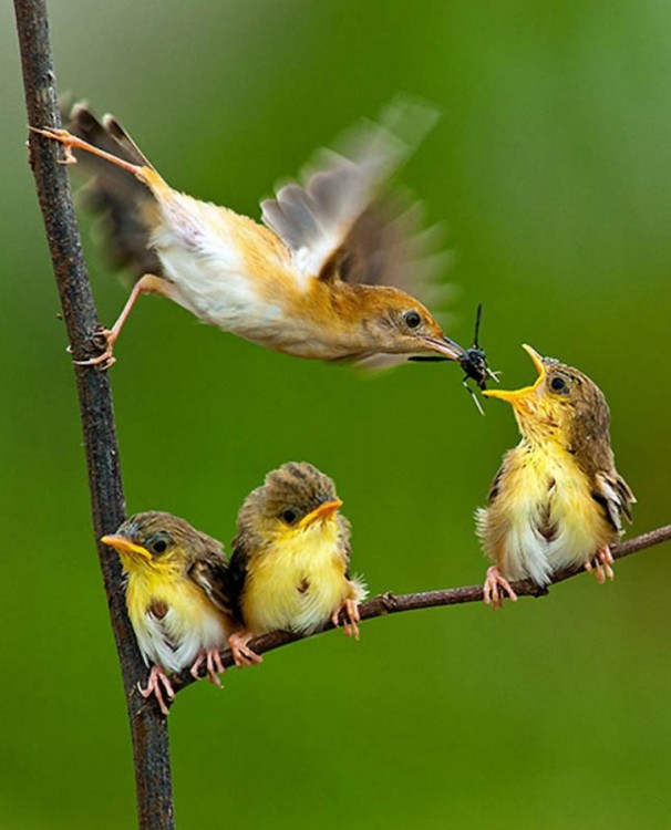 Pájaros sobre un árbol alimentando a otros pájaros 