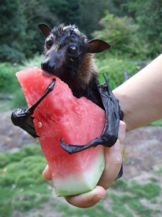 Murciélago comiendo un pedazo de sandía 