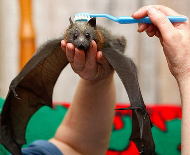 Persona limpiando un murciélago con un cepillo de dientes 