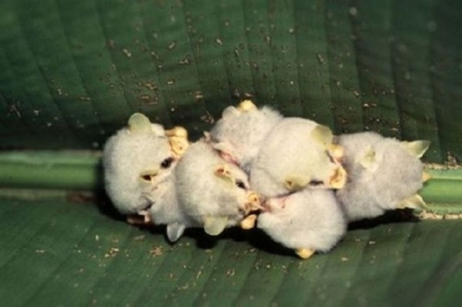 Grupo de Murciélagos blancos hondureños 
