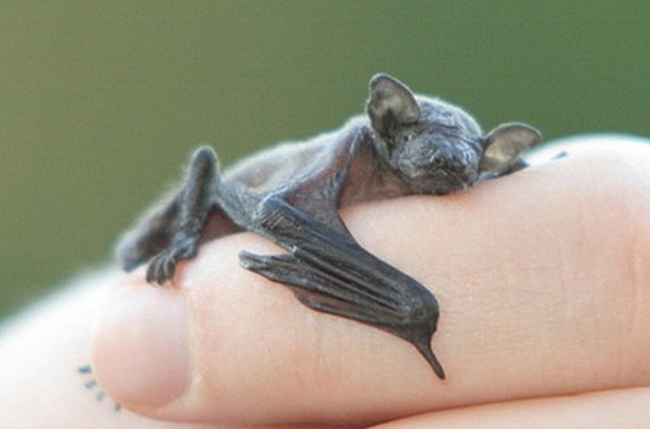 Pequeño Murciélago dormido sobre el brazo de una persona  