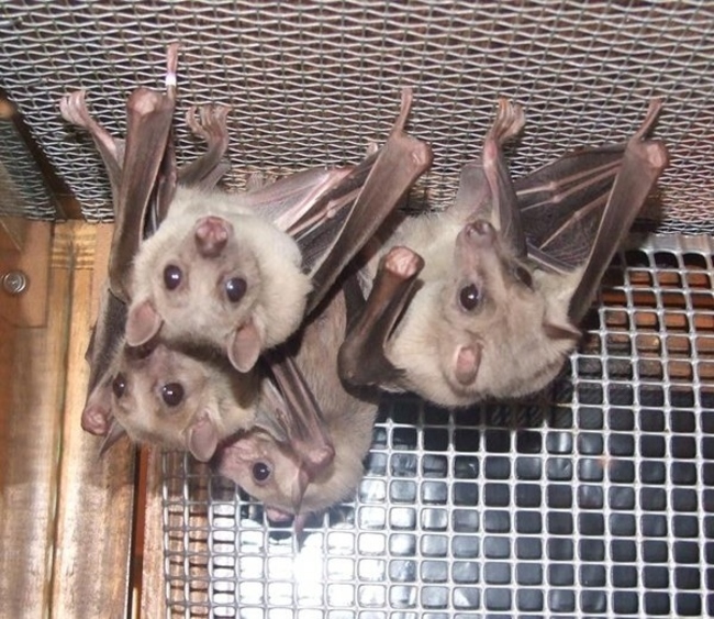 Murciélagos colgados boca abajo dentro de una jaula 