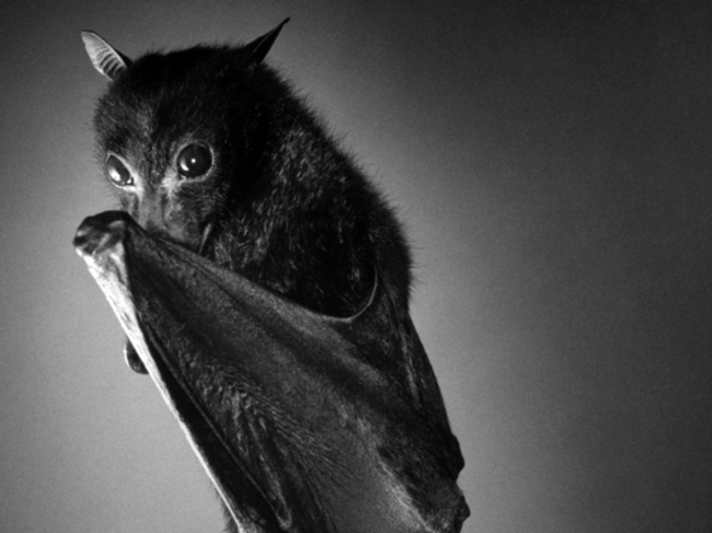 Murciélago negro que se cubre un poco con una de sus alas 