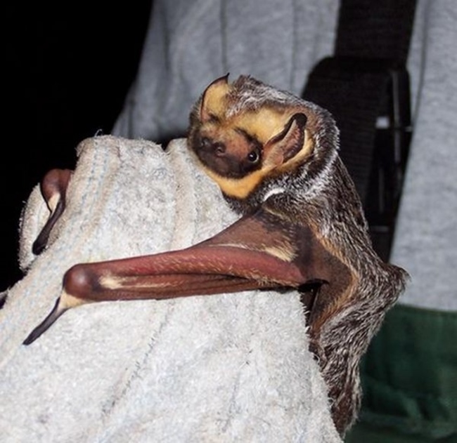 Murciélagos mostrando sus alas simulando que esta abrazando algo 