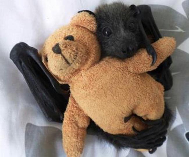 Murciélago abrazado a un oso de peluche 