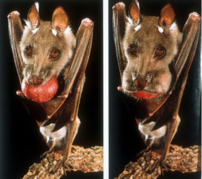 Murciélago con una manzana entera en la boca  