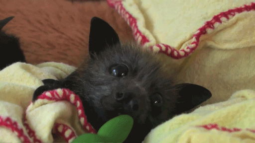 GIF de un pequeño murciélago moviendo sus orejas 