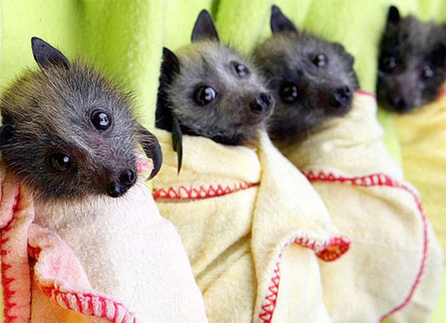 4 pequeños Murciélagos enredados en cobijas 