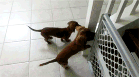 GIF de dos perros corriendo para meterse a la tina 