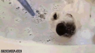 GIF de un perro dentro una tina con burbujas recibiendo un masaje 