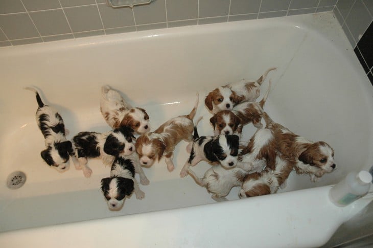 Pequeños cachorros dentro de una tina 
