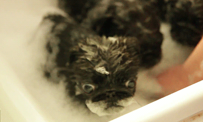 GIF  de un perro dentro de una tina sacando la lengua chupando el jabón de su hocico