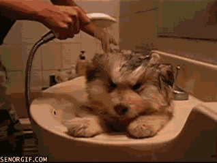 GIF de una persona bañando un perro dentro de un lava manos 
