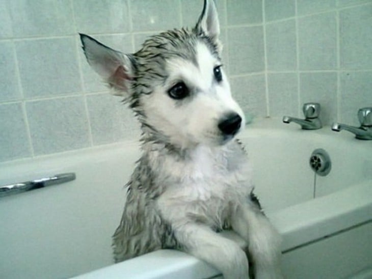 Perro dentro de una bañera con una mirada tierna hacia afuera 