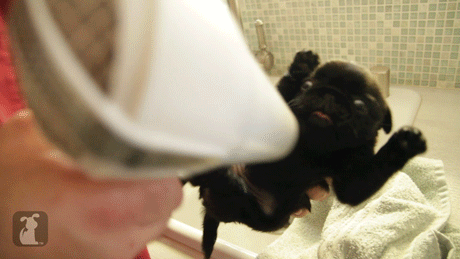 GIF de una secadora con un pequeño perro en color negro 