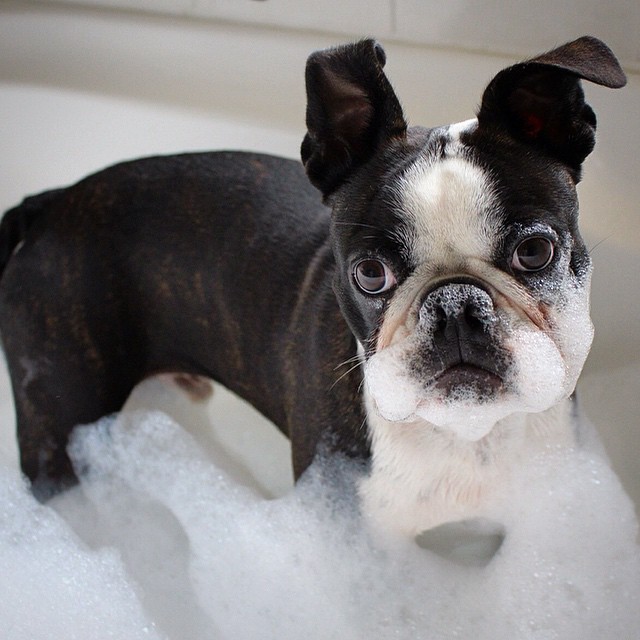 Perro bull dog en la bañera con espuma en el hocico 