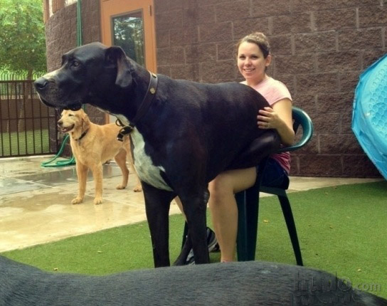 Chica sentada en una silla con un gran perro sobre sus piernas 