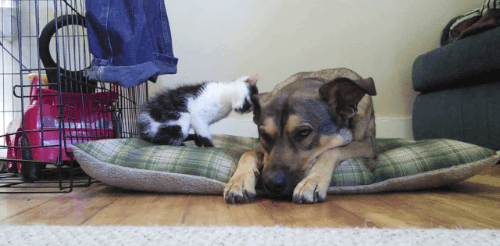Gif de un perro acostado sobre una almohada con un pequeño gato a un costado mordiendo su oreja
