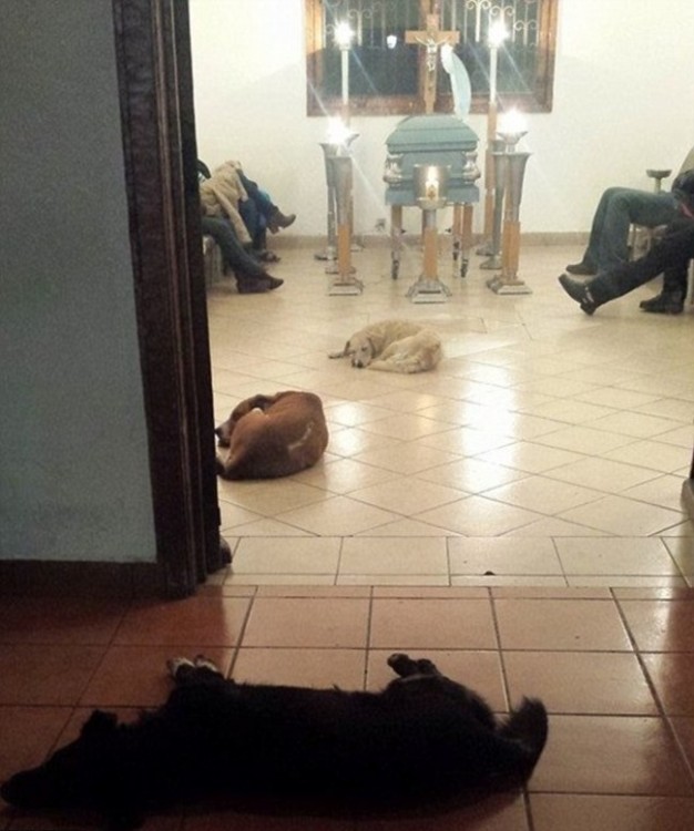 perros en el funeral de margarita suarez merida yucatán