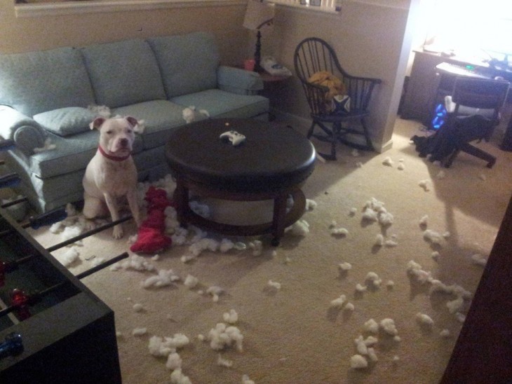 Perro frente a un sillón con un desastre a su alrededor