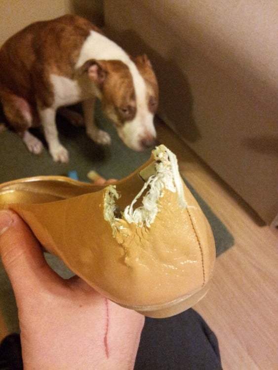 Perro bajo una mano con un zapato mordido por el perro 