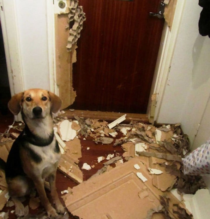 Perro frente a una puerta destrozada 