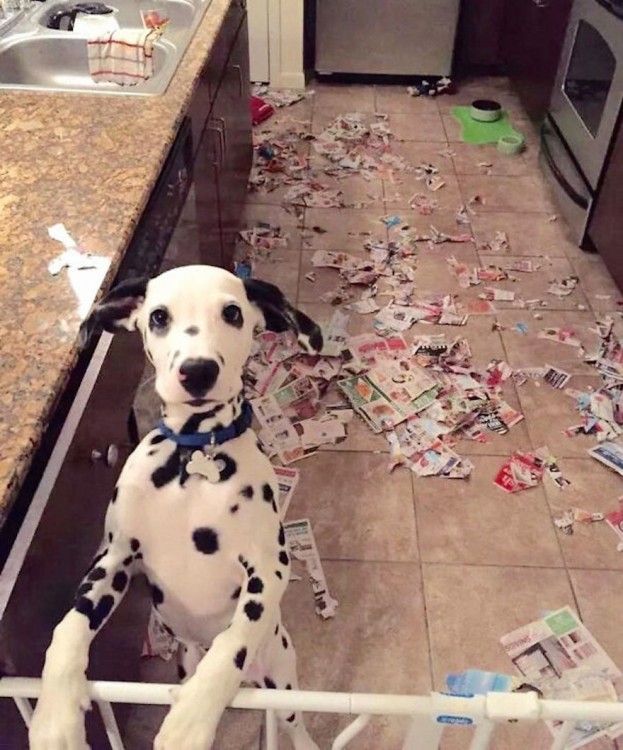 Perro dalmata recargado sobre algo con muchos papeles tirados en el suelo 