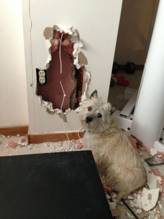 Perro frente a una pared destrozada y pedazos alrededor 