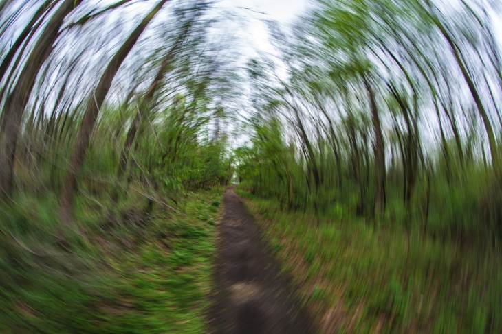 Fotografía un poco borrosa de un camino rodeado de árboles 