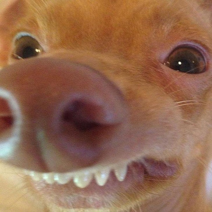 perro raza Chiweeni  mostrando una sonrisa