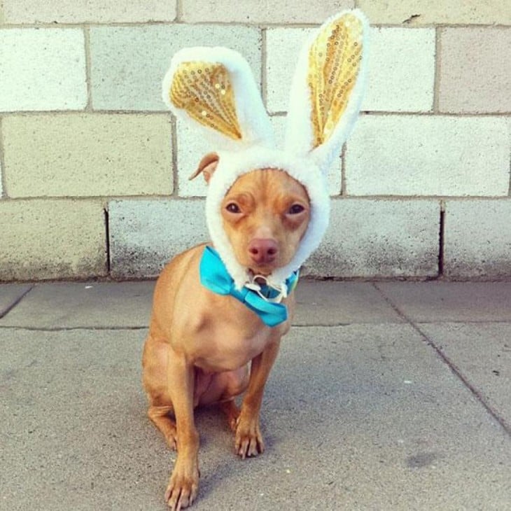 perro raza Chiweeni con oreja  de conejo