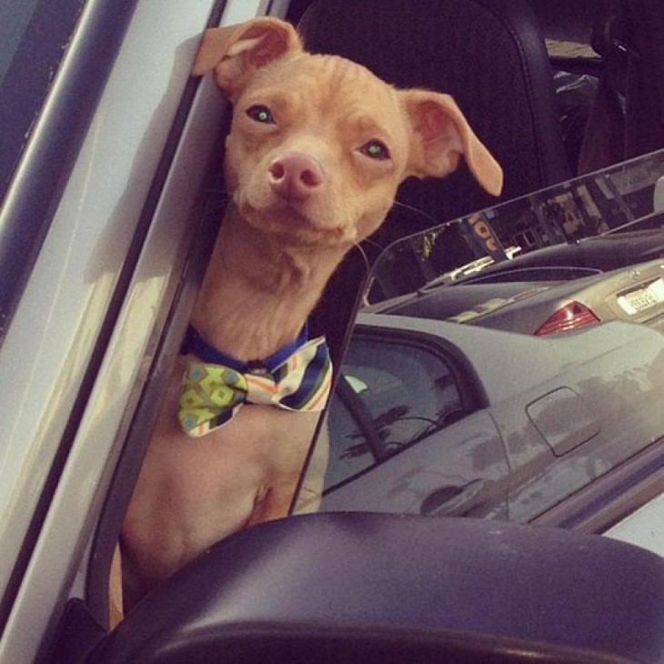 perro raza Chiweeni en un auto con corbata mariposa