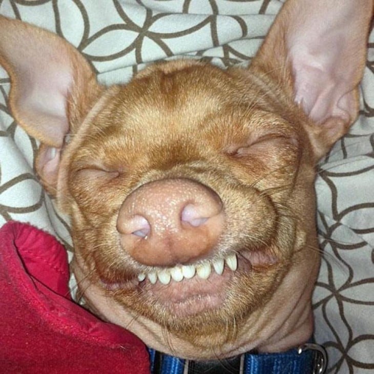 perro raza Chiweeni  acostado mostrando una sonrisa